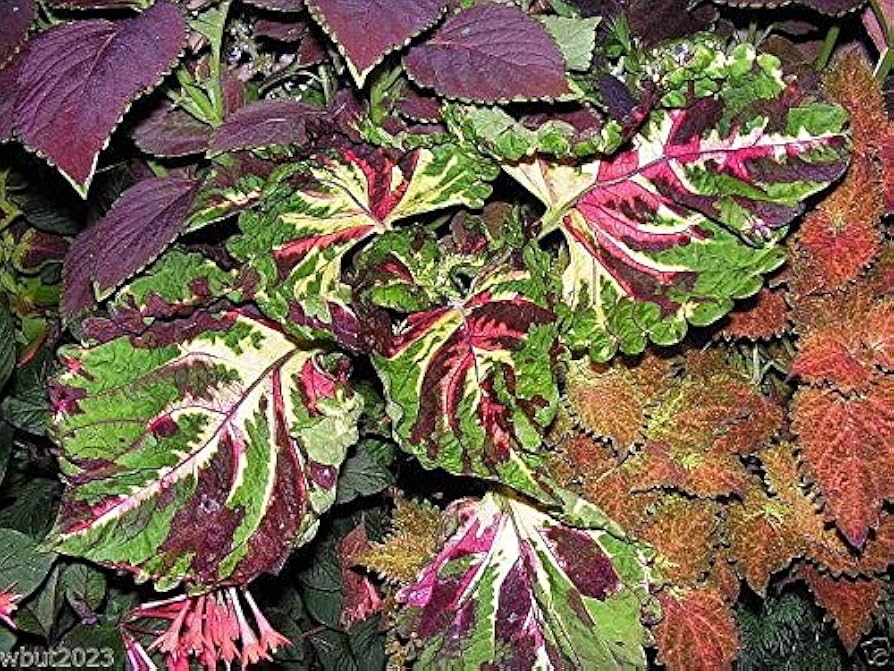 Coleus Plectranthus scutellarioides Kong Giant Mosaic foliage seeds for planting in indoor pots or garden borders