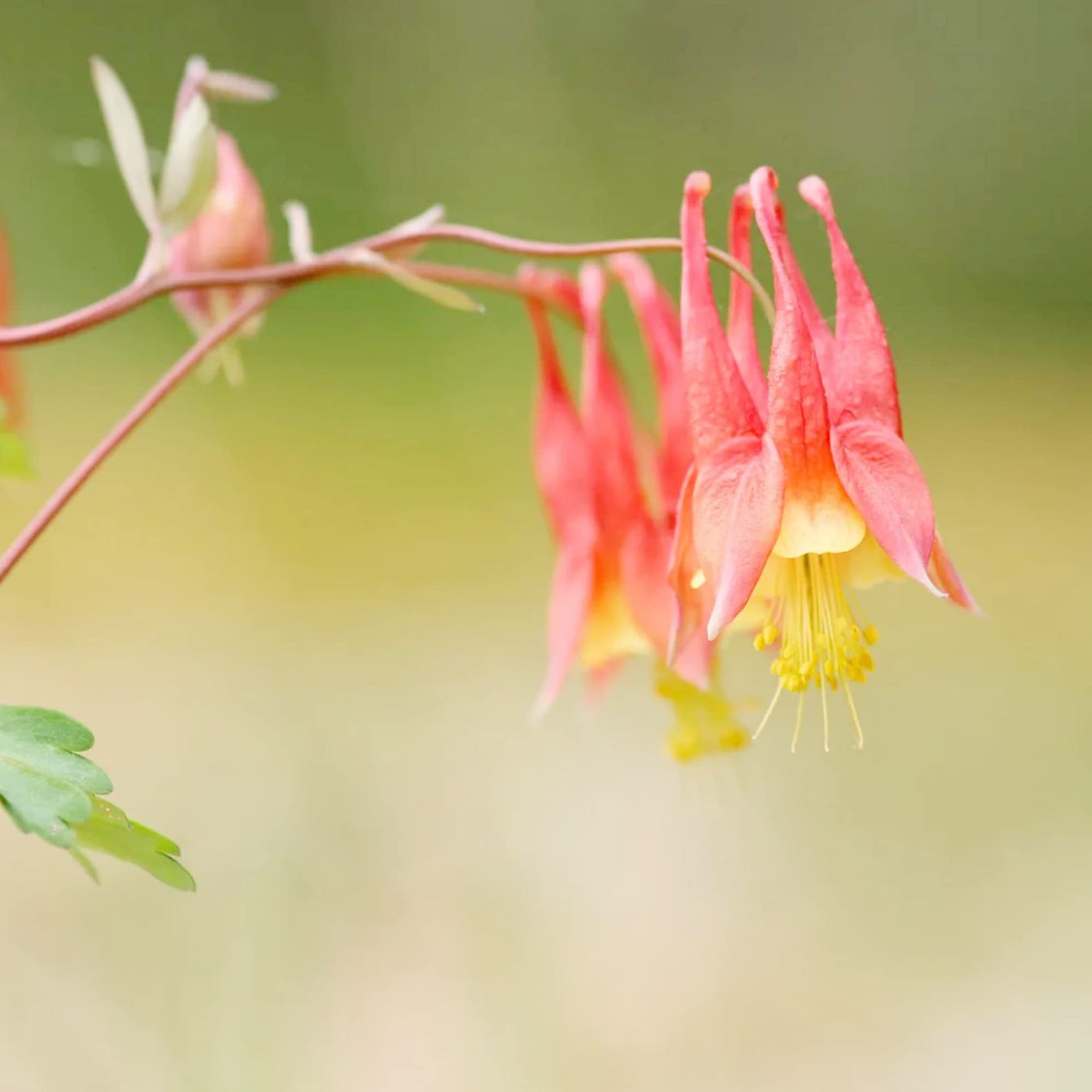 Akelei Wild Red – Aquilegia canadensis – for planting in flower bed and urban garden
