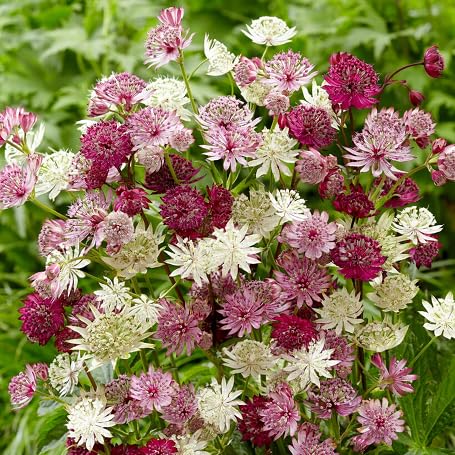 Mixed Astrantia Flower - Heirloom, Non - Gmo Seeds