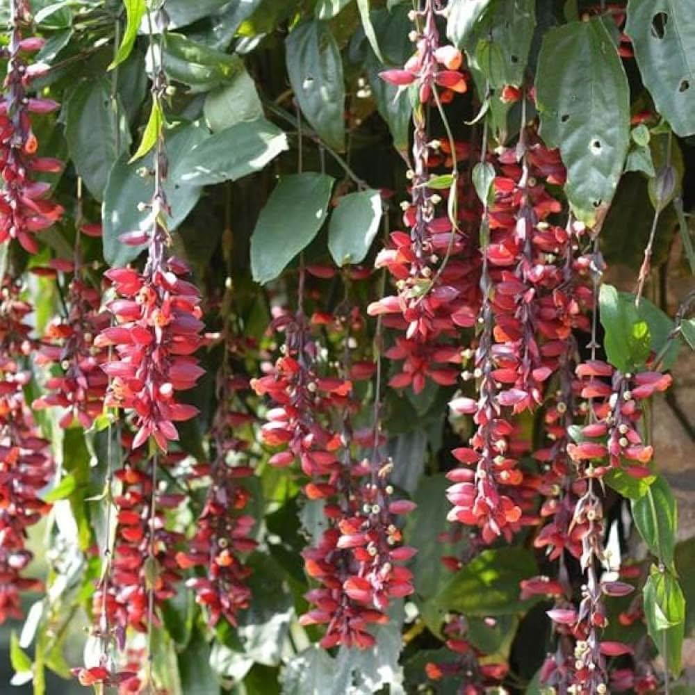 Heirloom Non-GMO Thunbergia Coccinea Flower Seeds for Planting – Tropical Climbing Garden Blooms - Non-GMO for planting in home garden