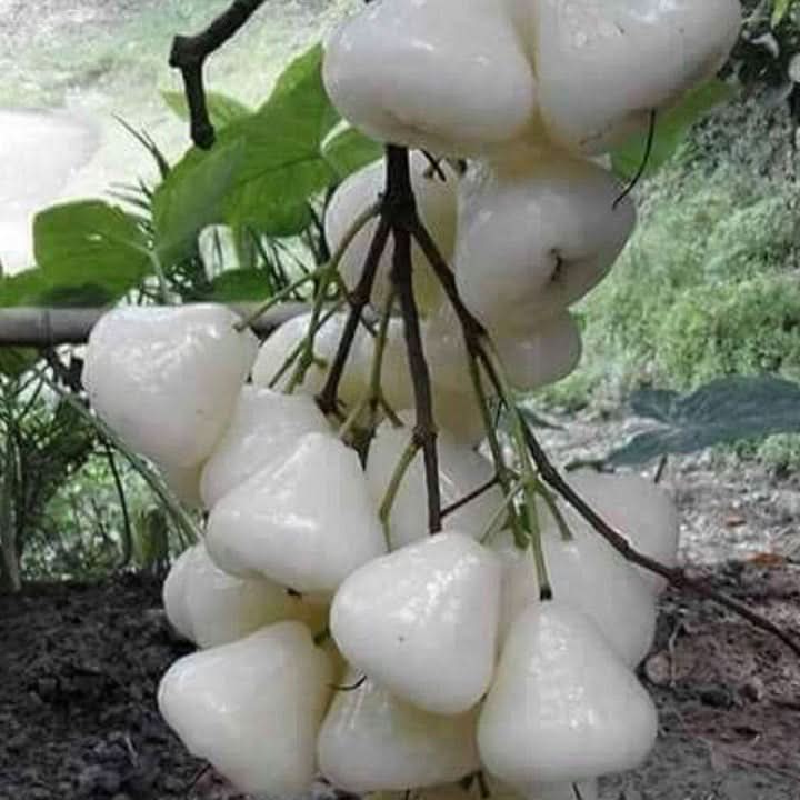 White Chojubai Plant Seeds - Rare and Beautiful Fruit for Your Garden