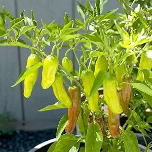  clusters of bright golden yellow pepperoncini peppers on plant
