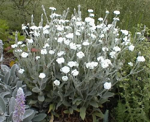 Rose Campion Alba