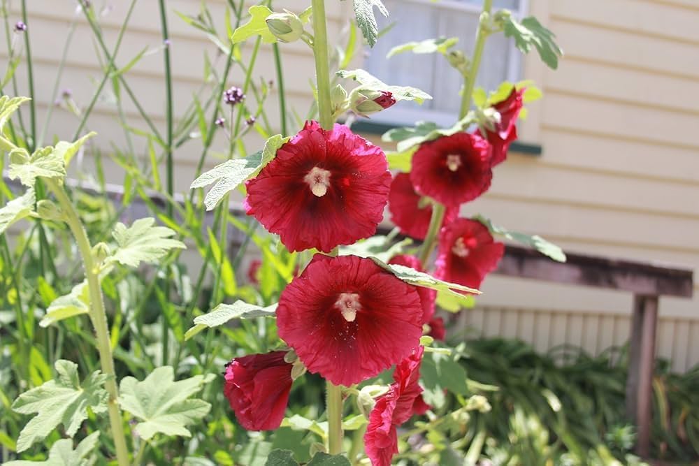 Organic Heirloom Hollyhock Seeds - Pink, Red & Yellow, + Seeds for Vibrant Garden Blooms