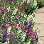 Angelonia Serenita mix seeds for planting in containers or beds