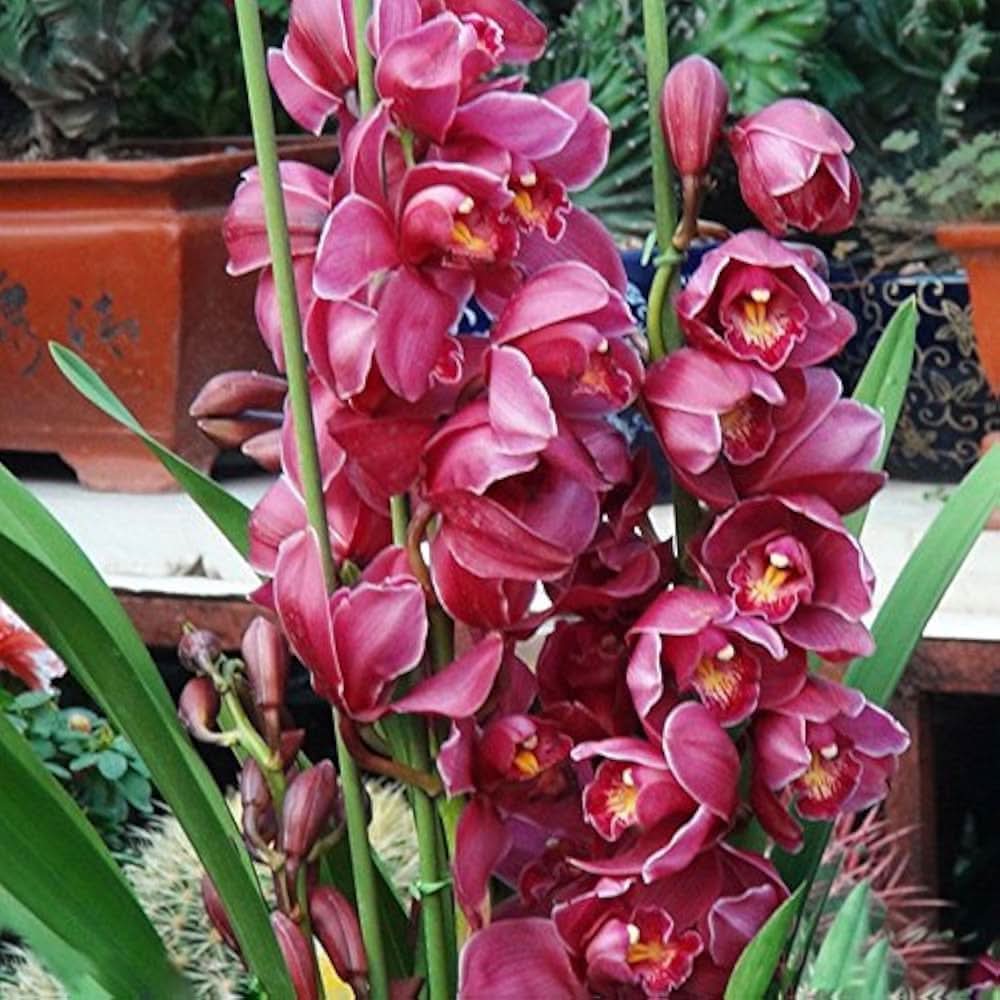 Cymbidium Orchid Flower Seeds
