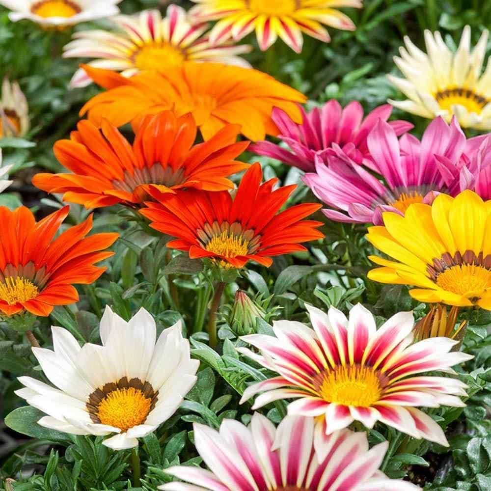 Semi Gazania Chrysanthemum Morifolium Flower Seeds for Planting in Balcony Garden and Indoor Pots