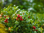 Berg cranberry herb seeds for edible herbal planting