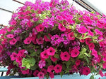 Heirloom Pink Garden Petunia Hybrida Seeds