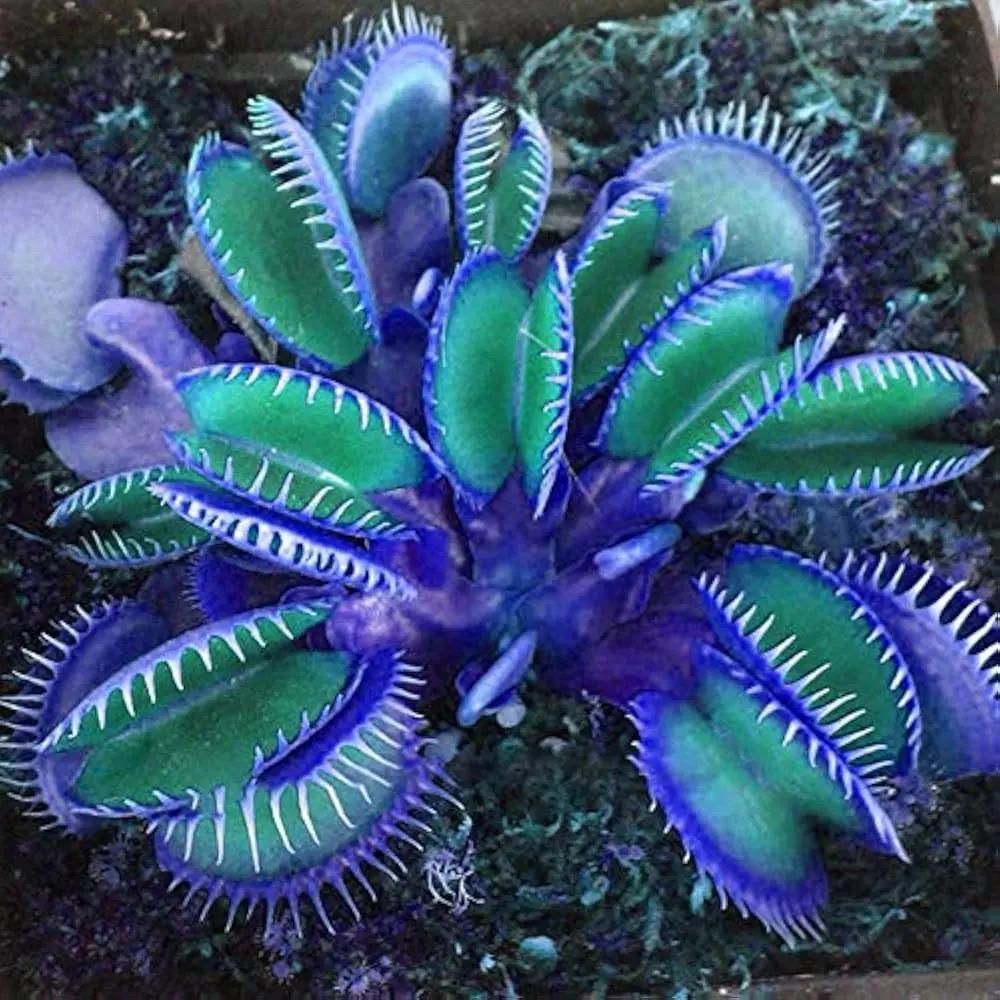 where to buy carnivorous plant seeds Blue Green Venus Flytrap Seeds – Heirloom, Non-GMO, Carnivorous Plant for Indoor & Outdoor Gardening – Dharaseeds