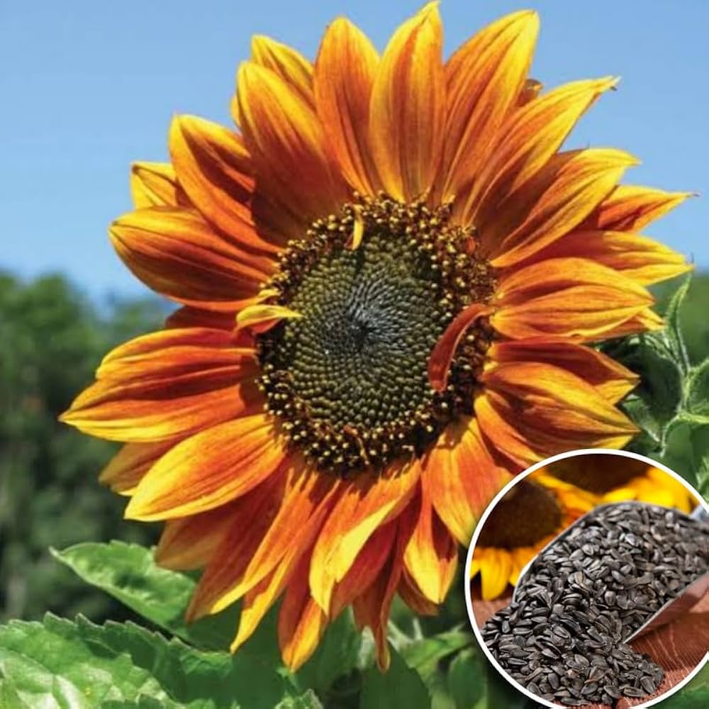 Giant Sunflower Seeds for Planting Helianthus Annuus flower bed pollinator strip