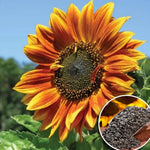 Autumn Beauty sunflower – Helianthus annuus for planting in fall garden