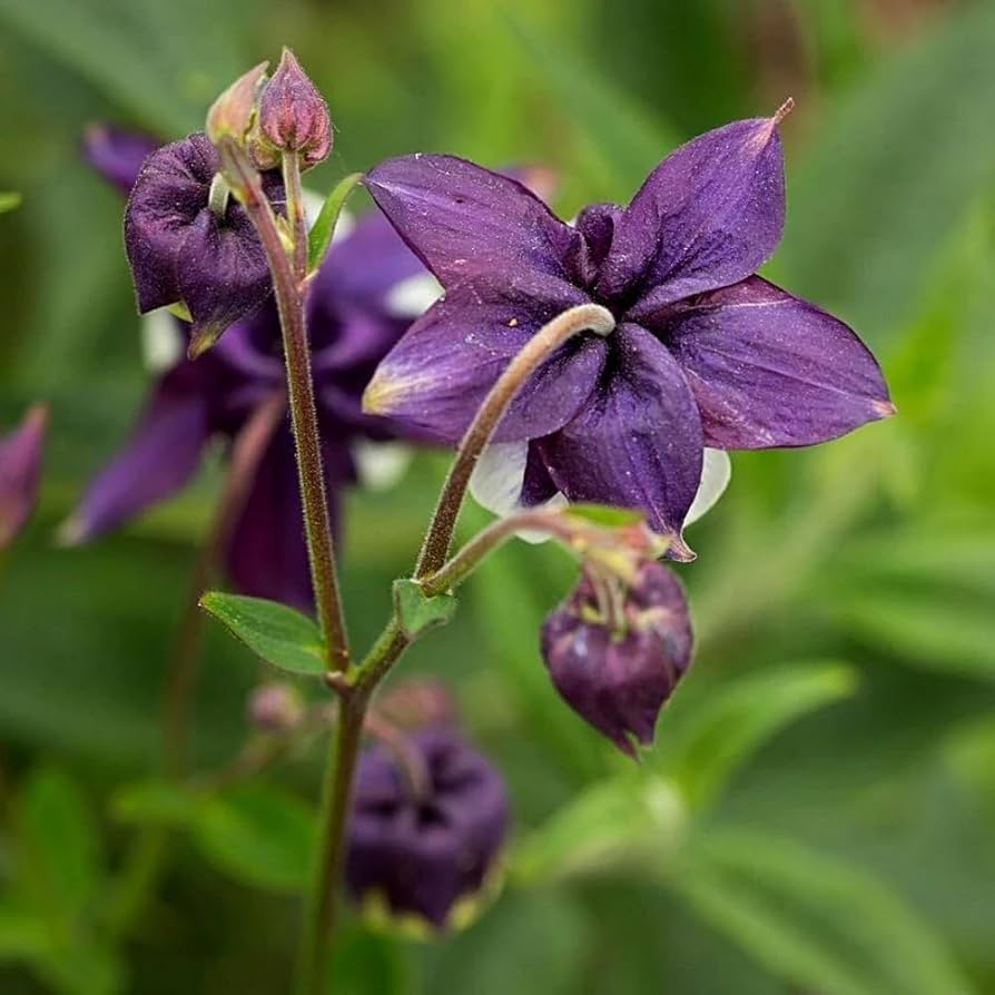 Dark Purple Columbine Seeds ( , Beautiful Hummingbird Plant)