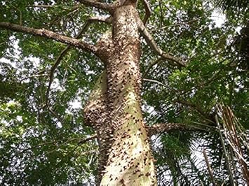 Light Yellow Ceiba Pentandra Flower Seeds for Planting - NON GMO Seeds