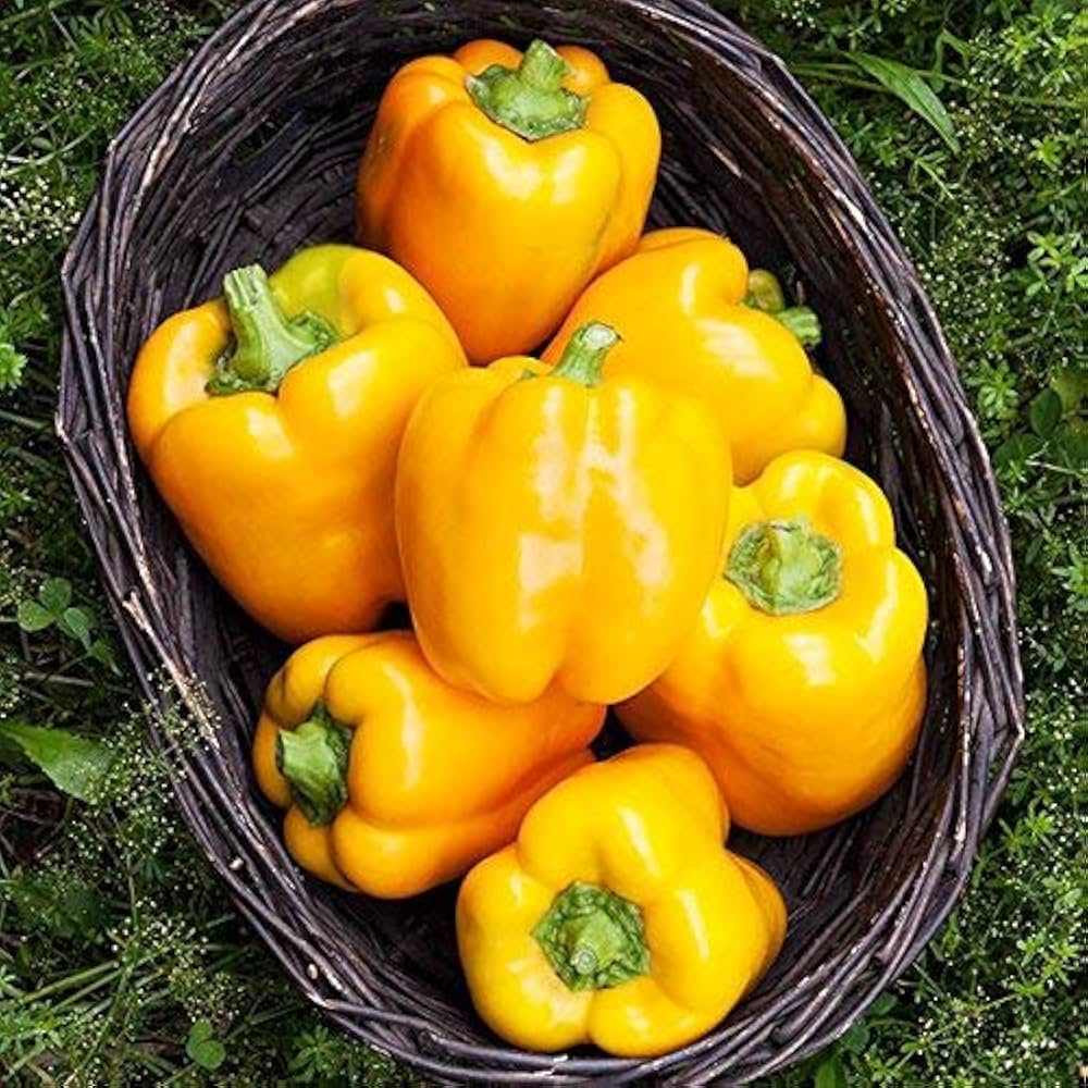Chili Pie Hybrid Bell Pepper Seeds | Small Sweet Thick-Walled Mini Bells – Heirloom, Non-GMO, High Germination Organic Garden Seeds