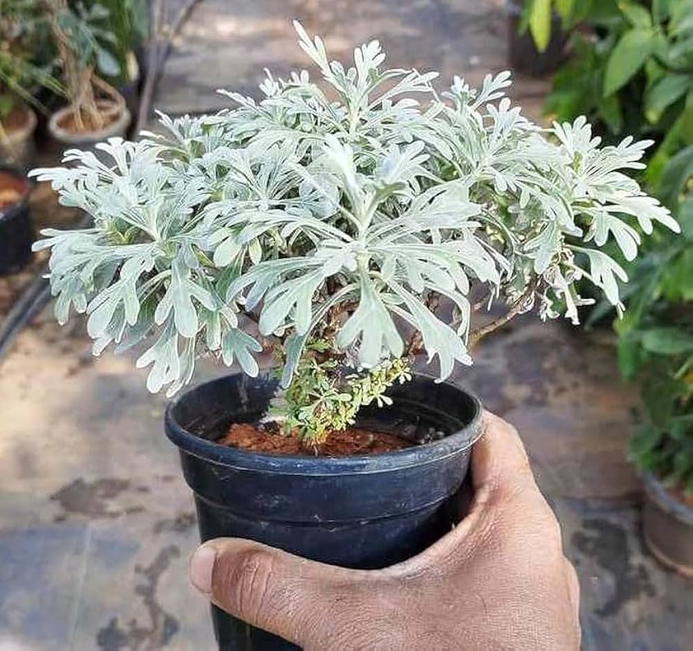 White Lavender Seeds – Elegant & Soothing Fragrance-Heirloom & Non-GMO Seeds for planting – Fresh Herb for Your Garden