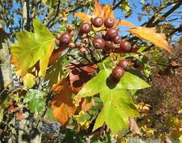 Sorbus Fruit Seeds , Beautiful Tree for Edible Berries and Ornamental Plants
