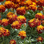 Tagetes Patula Nana Bolero Seeds for planting in flower bed