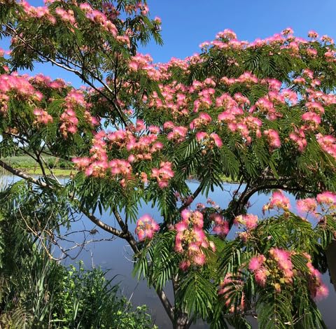 Green Mimosa Tree - Heirloom, Non - Gmo Seeds