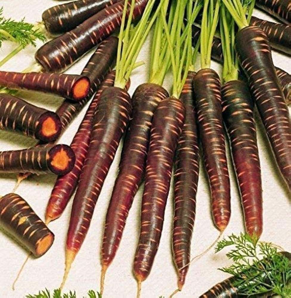 Purple Carrot Daucus Carota vegetable seeds for planting in kitchen garden and backyard gardening