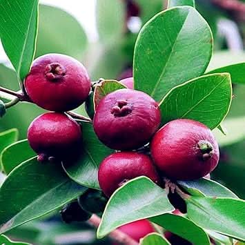 Strawberry Guava Fruit Seeds for Tropical, Flavorful Harvests