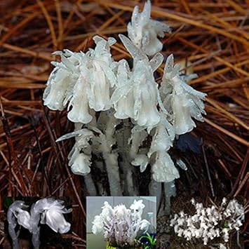 Organic White Monotropa Uniflora Flower Seeds for Planting – Heirloom, Non-GMO