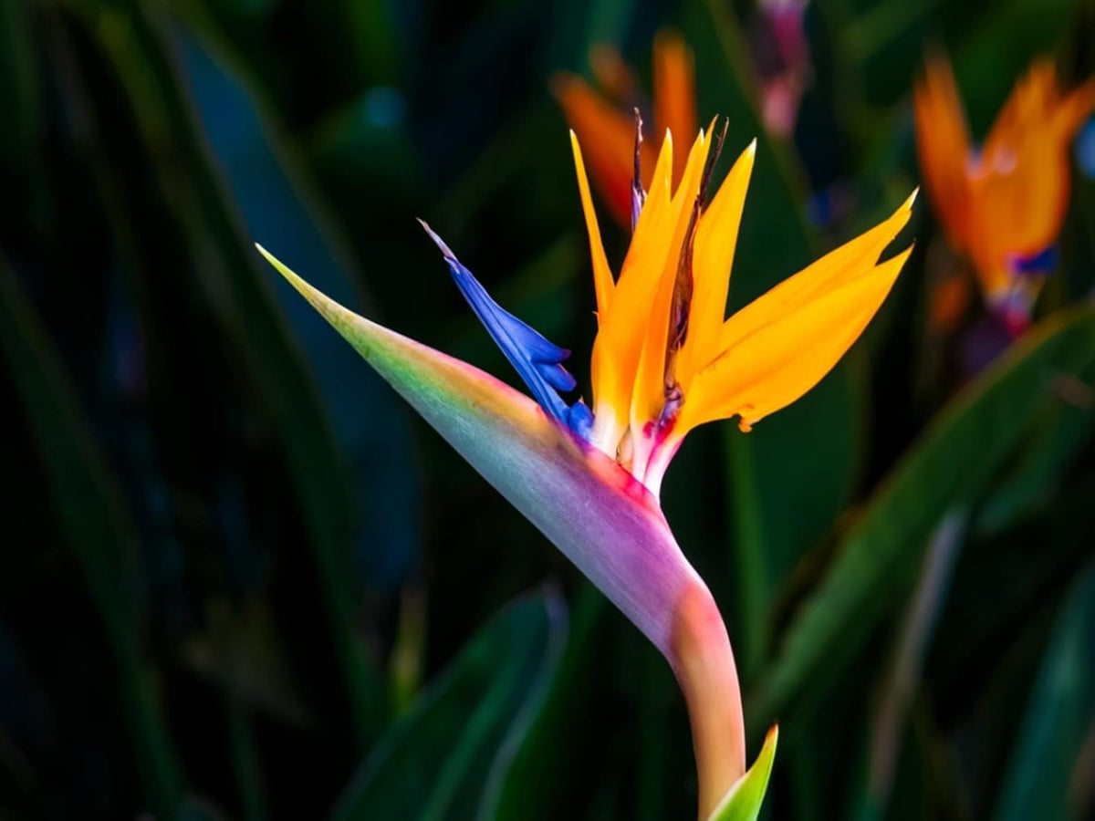 Yellow Green Strelitzia Seeds for Planting – Organic, Heirloom, Non-GMO Flower Seeds