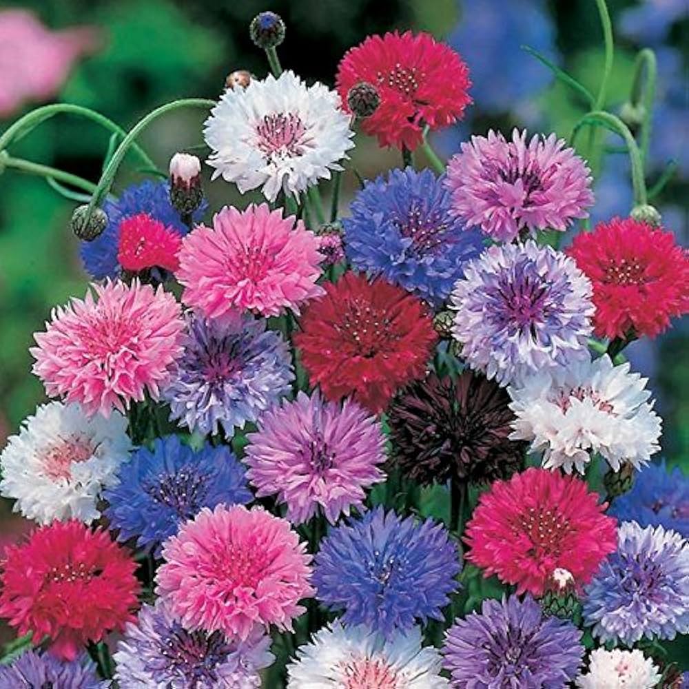 Bachelor Button Centaurea Cyanus Mixed Flower Seeds for Planting – Ideal for Cut Flower Gardens and Seasonal Borders