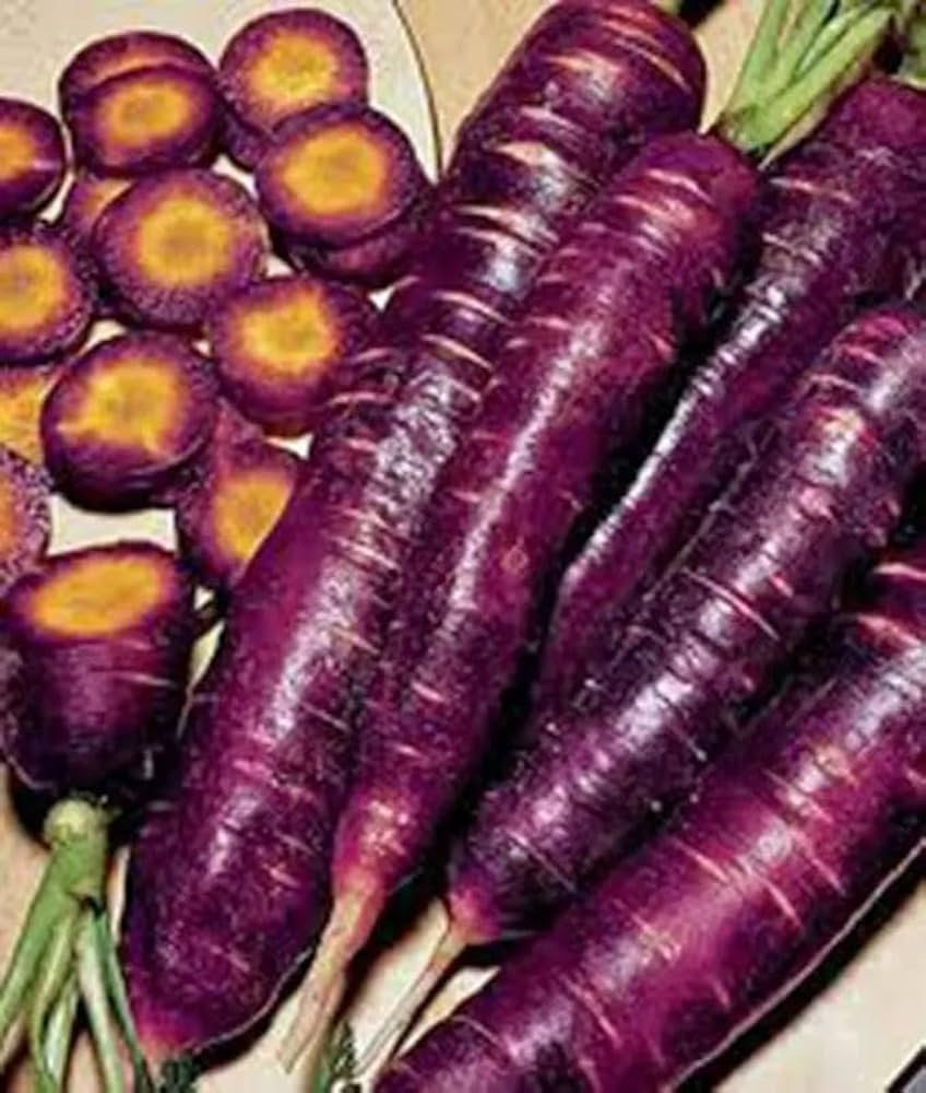 Carrot Daucus Carota Purple Dragon Vegetable Seeds for Planting – Heirloom Variety for Nutrient-Rich Kitchen Garden
