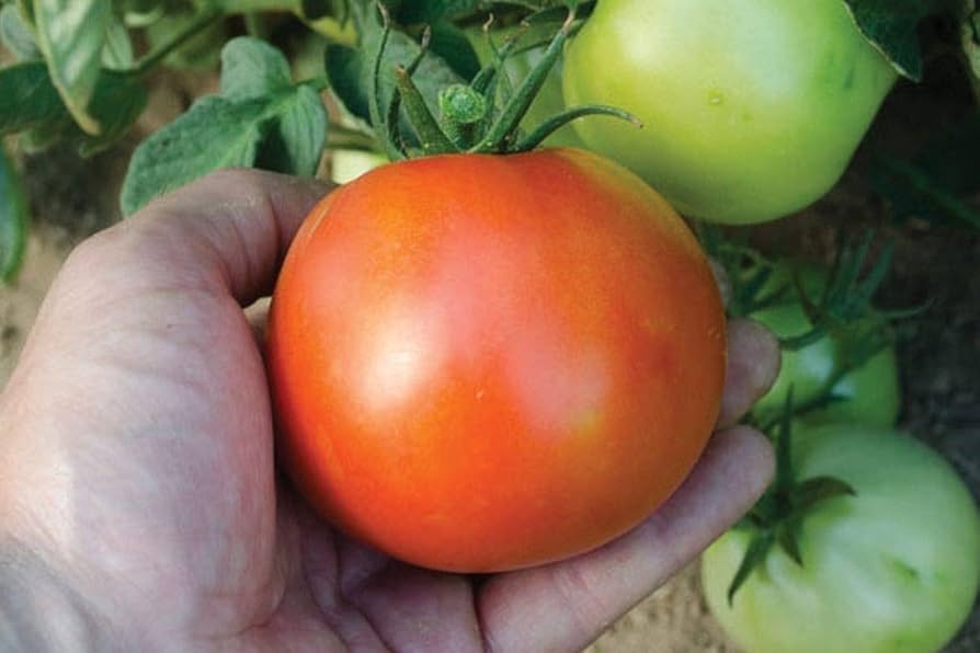 Red BLT F Hybrid Tomato Seeds pcs Uniform Ripening