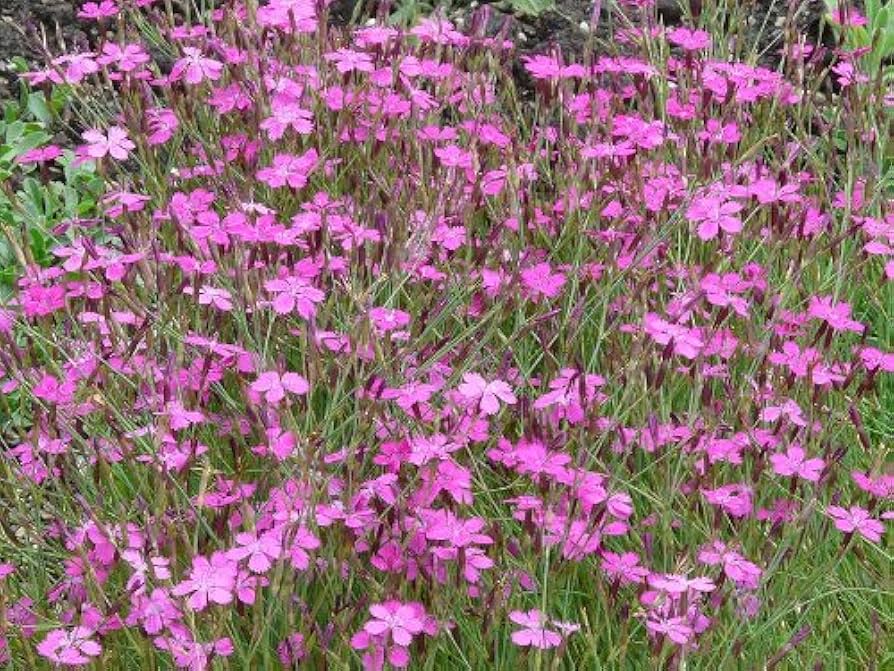 Dianthus Dianthus Deltoides Maiden Pink Flower Seeds for Planting