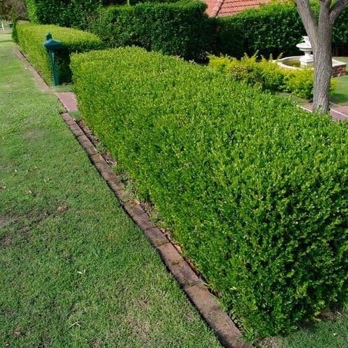 Wintergreen Japanese Boxwood Hedge Seeds