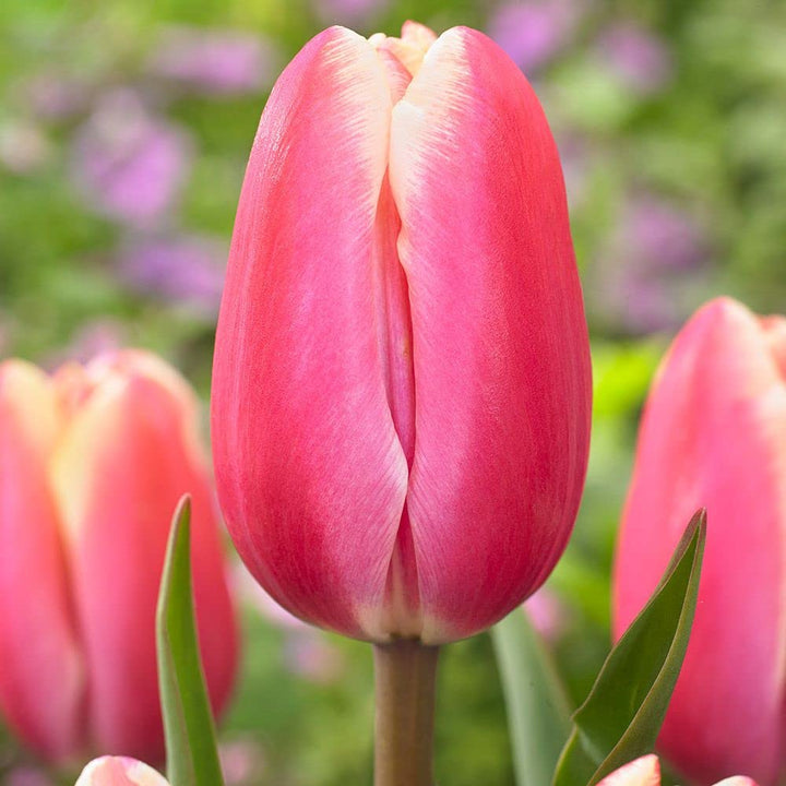 Heirloom Non-GMO Pink Tulip Flower Seeds for Planting – Elegant Spring-Blooming Garden Flowers