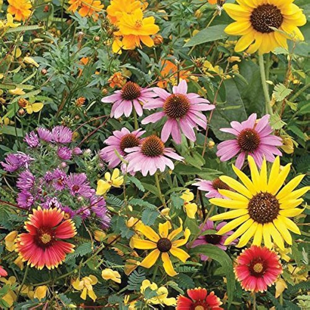 Resealable oz Butterfly Wildflower Seed Mix - Varieties for Vibrant Gardens Seeds – Heirloom, Non-GMO, High Germination Organic Garden Seeds