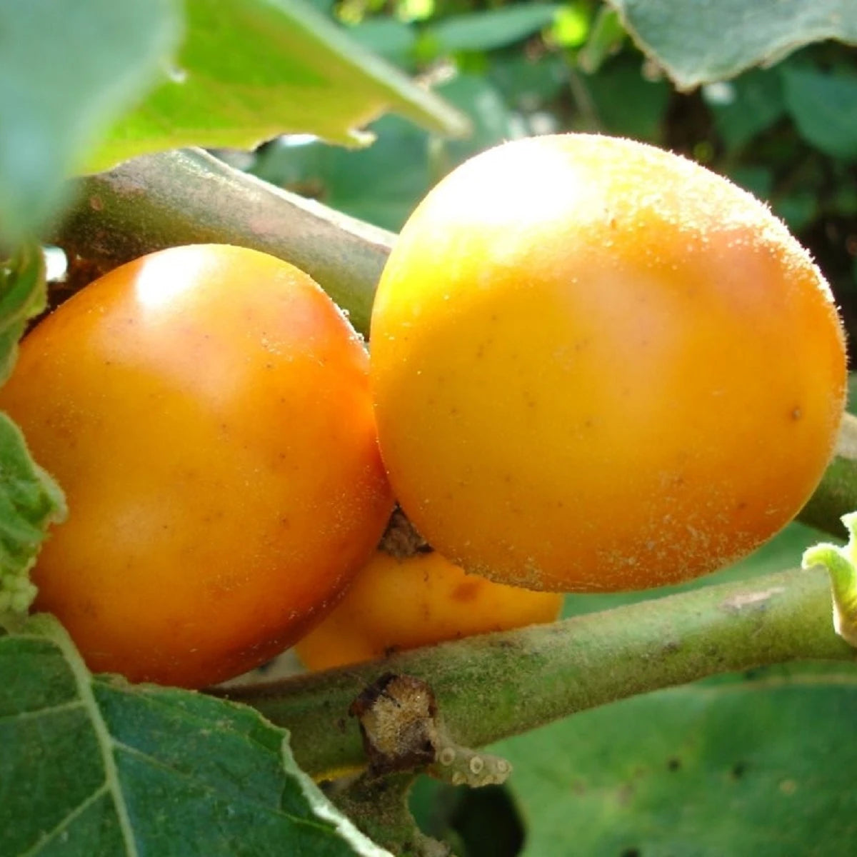 Sessiliflorum Fruit Seed Pack for Unique and Hardy Fruits