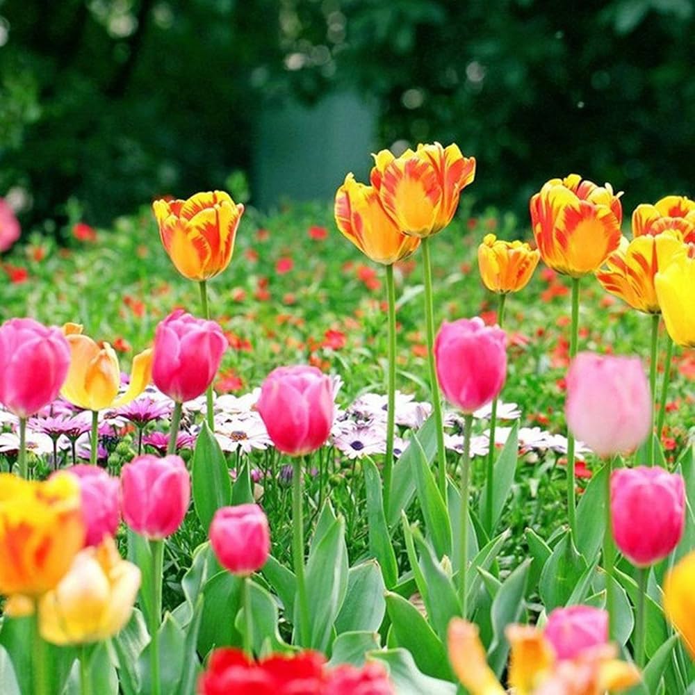 Tulip Tulipa gesneriana Double Flower Seeds for Planting in Home Garden