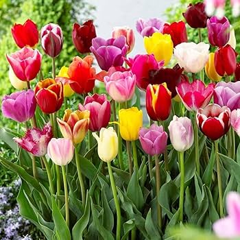 Bonsai Tulip Flower Seeds (Tulipa spp.) 20 Varieties for Indoor Pot Gardening