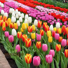 Bonsai Tulip Flower Seeds (Tulipa spp.) 20 Varieties for Indoor Pot Gardening