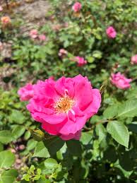Rose Rosa hybrida Bi-Color Flower Seeds for Backyard Gardening