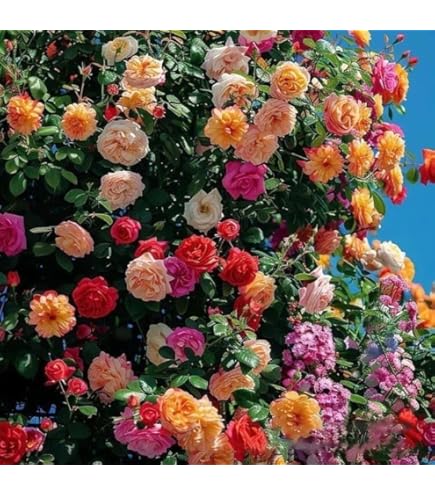 Rose Rosa  Rare Mix Flower Seeds for Decorative Planting