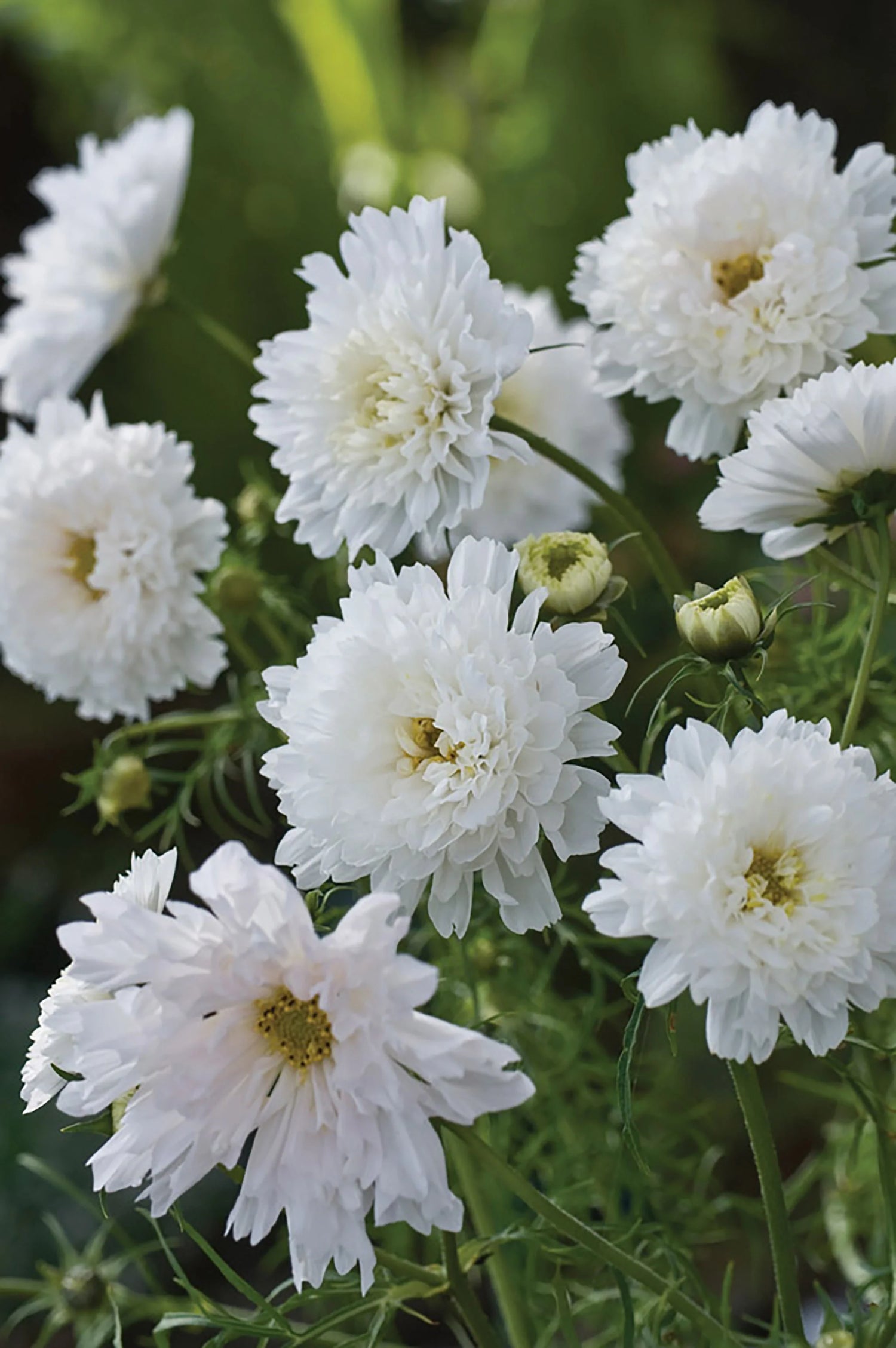 Cosmos Seeds - Double Click - White Knight