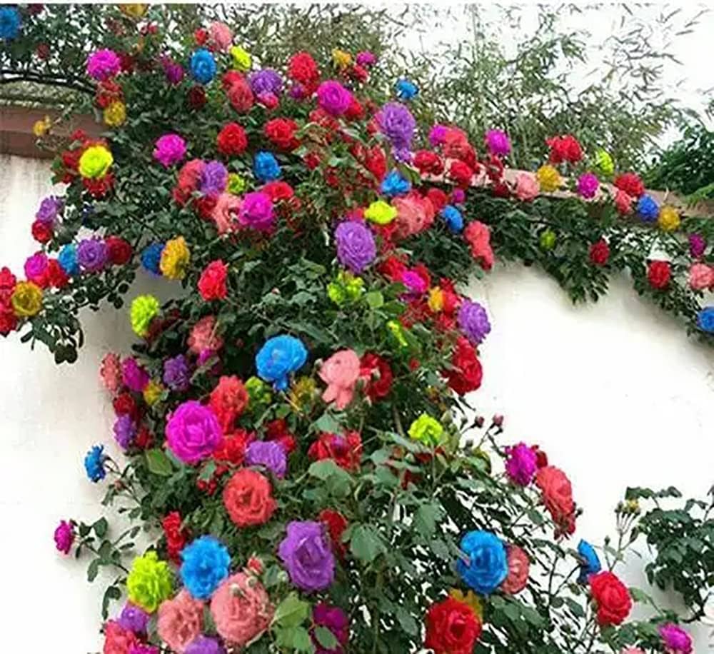 Rose Rosa  Rare Mix Flower Seeds for Decorative Planting