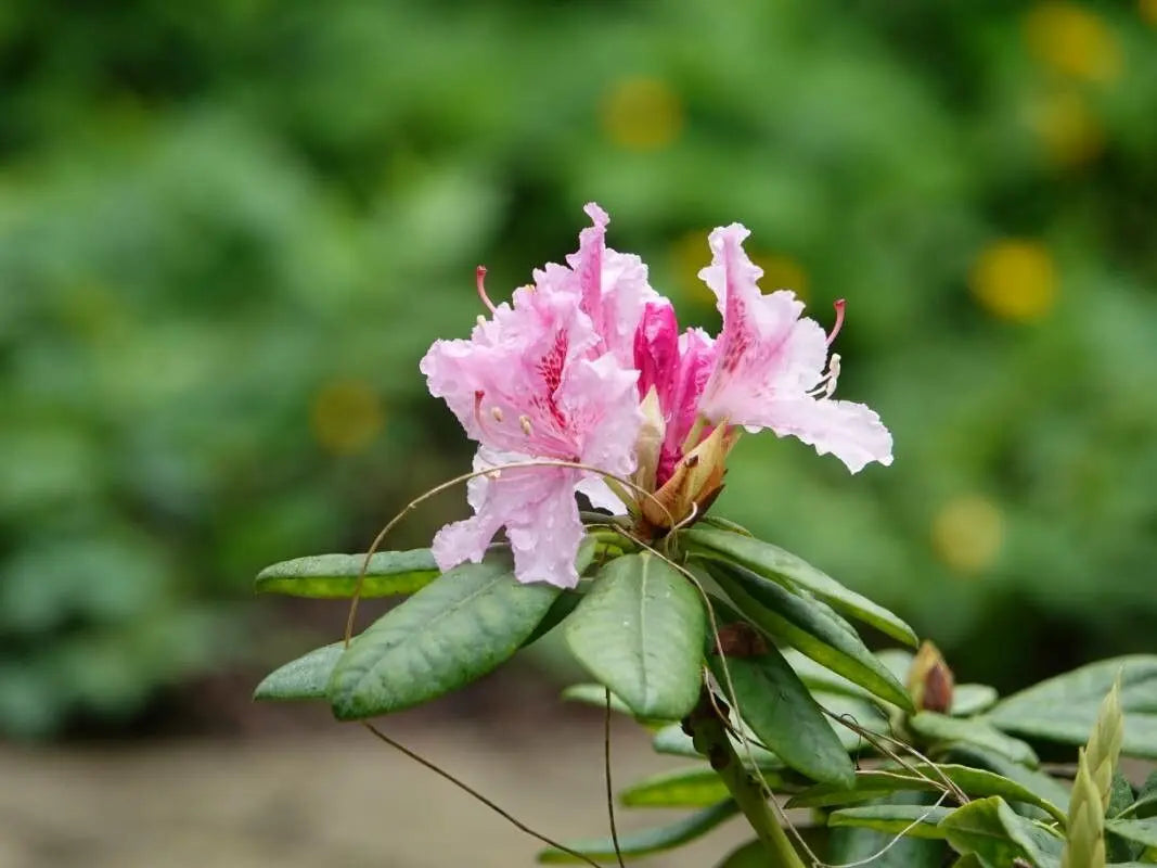 Rhododendron  Ponticum Flower Seeds for Planting in backyard gardening and landscape borders