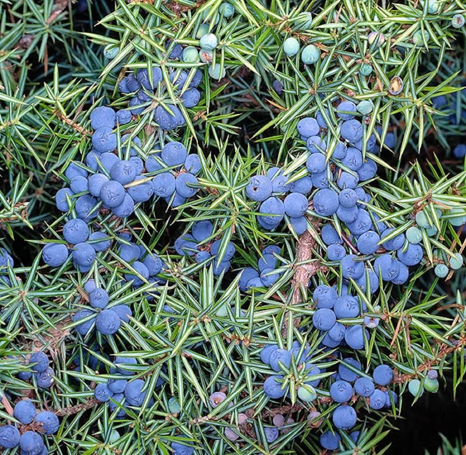 Juniperus Berry Fruit Seeds for Planting - Growing Aromatic and Hardy Juniper Trees, GMO Free