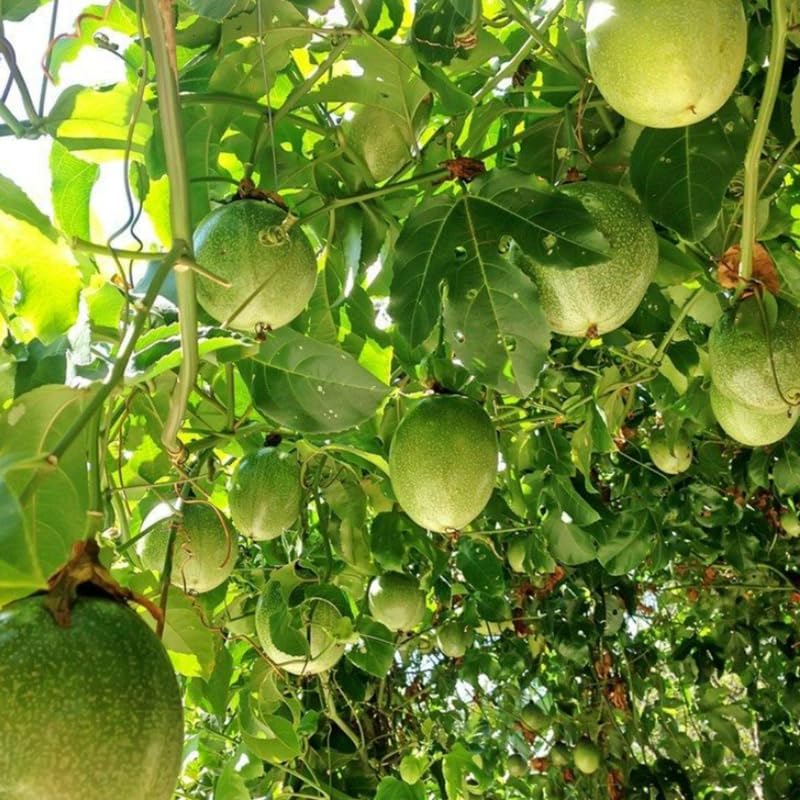 Passion Fruit Seed Collection for Tangy Garden Harvest