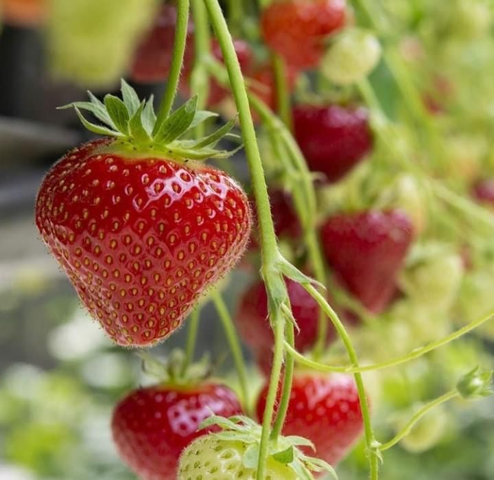 Amaou Strawberry (Fragaria ananassa 'Amaou') Seeds