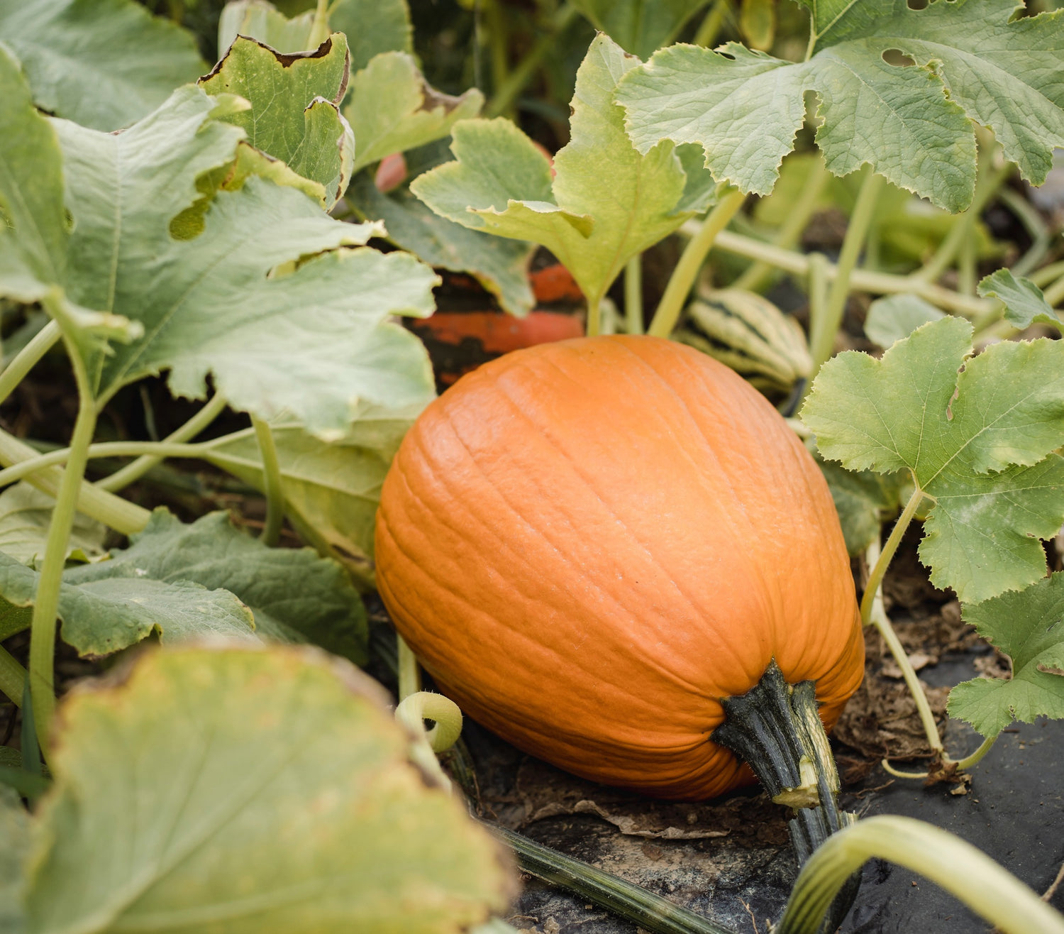 Pumpkin Fruit Seeds for Growing Hearty and Nutrient-Dense Pumpkins