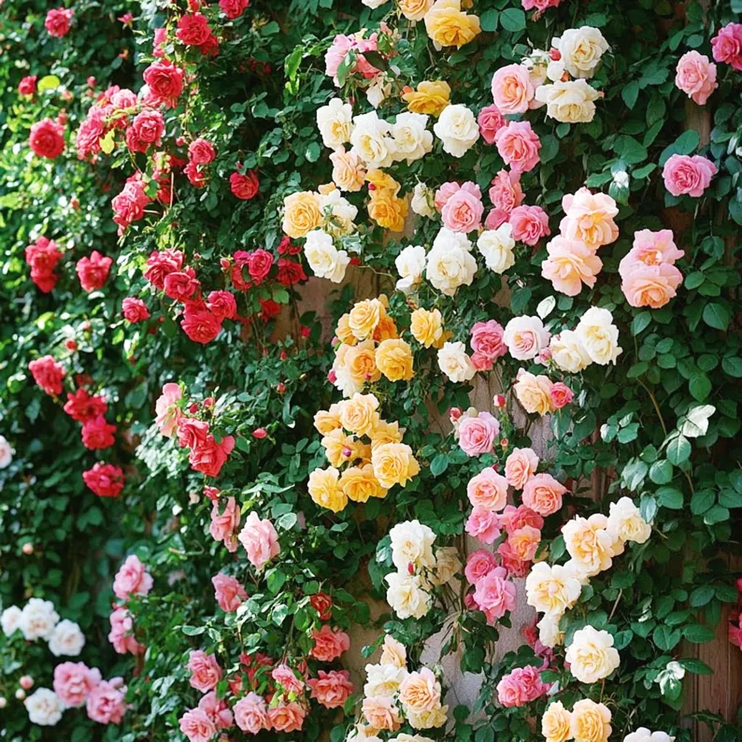 Rose Rosa  Rare Mix Flower Seeds for Decorative Planting