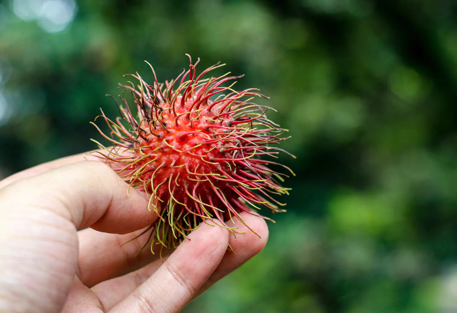 Rambutan – A Sweet Tropical Treat