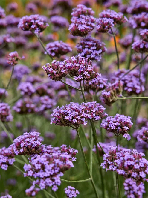 Verbena Vanity Seeds